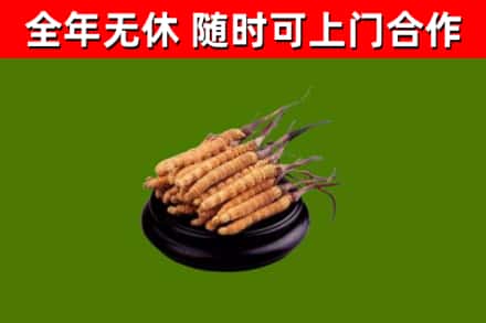 常宁回收散虫草