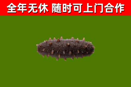 常宁回收海参干